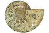 Cut & Polished Ammonite Fossil (Half) - Madagascar #212882-1